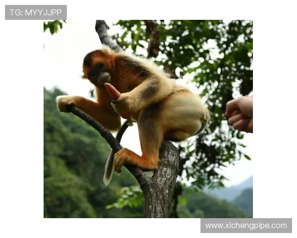 探秘跳水运动魅力与训练科学及竞赛策略全方位深度解析指南实用篇